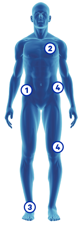 Corpo Umano Corpo Umano